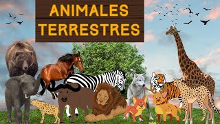 quotMaravillas Terrestres Un Viaje a Través del Mundo Animalquot para niños en ESPAÑOL 🐻🐯🦊 [upl. by Belita]