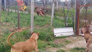 American Dog Kennel  American Pitbull Terrier Apbt Jump [upl. by Ralli157]