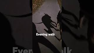 Evening walk 😸🐕🐾🐕😹 [upl. by Debee]