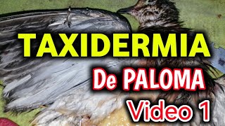 TAXIDERMIA DE PALOMA HUILOTA Mourning dove TAXIDERMY procces [upl. by Slade]