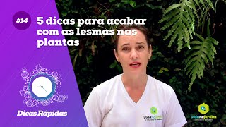 5 dicas para acabar com as lesmas nas plantas 14  Dicas rápidas [upl. by Mansfield]