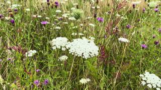 Peen  Daucus carota  NL Bloeit  Planten van hier [upl. by Ahsieyt269]