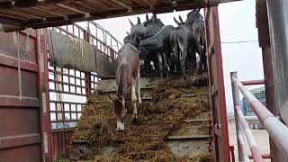 A group of donkeys got off the truck on the slide [upl. by Publius]