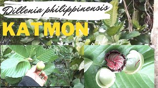 Katmon  Dillenia philippinensis  endemic tree of the Philippines endemicplantofthephilippines [upl. by Aidua798]