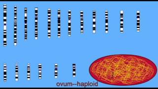 AP2 DEVELOPMENT HAPLOID GAMETES DIPLOID ZYGOTEavi [upl. by Lura]