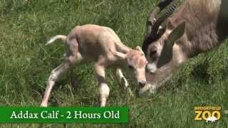 Addax Calf Born at Brookfield Zoo [upl. by Downs409]