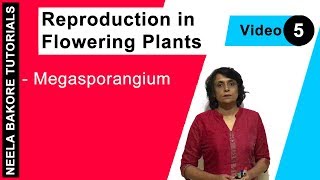 Reproduction in Flowering Plants  NEET  Megasporangium  Neela Bakore Tutorials [upl. by Auqinal865]