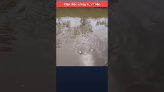 River crucian carp fishing fishing carpfish [upl. by Bilbe]