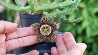 Suculenta Orbea variegata [upl. by Torhert]