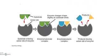 Endergonic and Exergonic Reactions Feedback Inhibition [upl. by Lipinski]