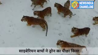 Siberian Tigers chase amp attack Drone China Amazing Video [upl. by Hussein]