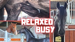 A busy day In the evening it is time to relax With the horses  Friesian Horses [upl. by Reinertson]