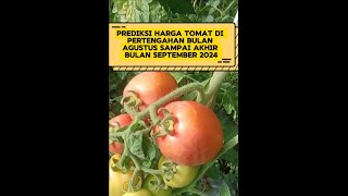 Prediksi harga tomat dari mulai pertengahan bulan Agustus sampai akhir bulan September 2024 [upl. by Adnorahc]