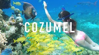 COZUMEL SNORKELING TIPS amp Creepy Animals [upl. by Drescher425]