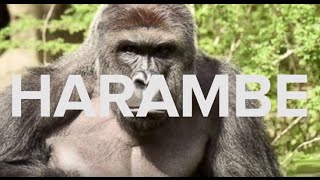 HARAMBE Meme Explosion Explained [upl. by Atikcir]