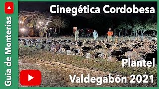 Plantel Montería Valdegabón Cinegética Cordobesa 2021 [upl. by Mckee]