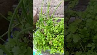 Coriander planting at home ☘️ Chives planting at home [upl. by Anaillil]