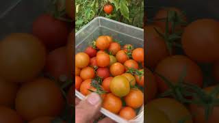 Down the Plot Free Tomatoes thanks John 🍅7512 [upl. by Culosio]