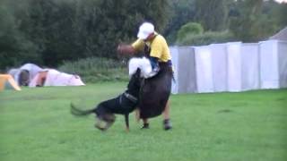 Beauceron IPO Kiwi Warrior Soul [upl. by Rj]