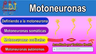 Motoneuronas  Motoneurona superior e inferior  Neurona motora superior e inferior [upl. by Kera529]