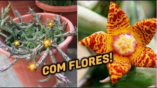 20 ESPÉCIES DE HUERNIA  20 ESPÉCIES DE ORBEA COM FLORES PARA IDENTIFICAÇÃO [upl. by Halla]