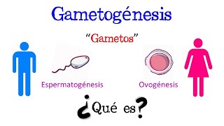 💥 ¿Qué es la Gametogénesis 💥 Fácil y Rápido  BIOLOGÍA [upl. by Girardo]