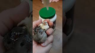 Handaufzucht bei Gouldamadinen  Gouldian finch handfeeding [upl. by Labana]