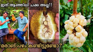 ആഞ്ഞിലി ചക്കയോട് സാമ്യമുള്ള മരാങ് പഴം കഴിച്ചിട്ടുണ്ടോ Marang Fruit [upl. by Nilekcaj]