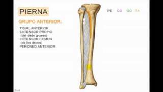 Miología de Miembro inferior parte n° 7 [upl. by Naillimixam]