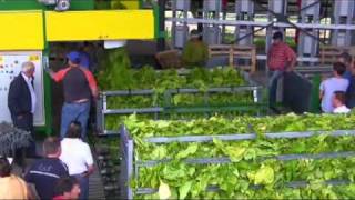 Tobacco Container Loading station impianto del tabacco verde [upl. by Htedirem]