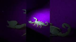 Scorpio maurus palmatus Israeli Gold Scorpion under UV light 🦂👑 shorts scorpion pets cool [upl. by Harragan123]