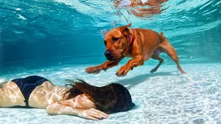 Hero Animals that Saved Human Lives  Best of Summer [upl. by Michelsen256]