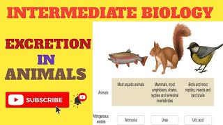 EXCRETION in Animals 2nd Year Biology [upl. by Allit251]