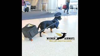 Fly Wiener Airways with Crusoe the Dachshund [upl. by Sayre]