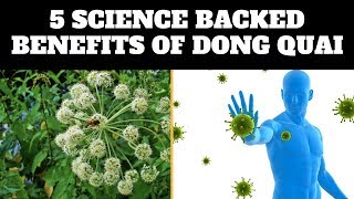 Dong Quai  5 Science Backed Benefits Of Dong Quai [upl. by Allain]