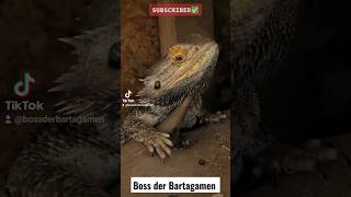 💥WIE DU EINE BARTAGAME RICHTIG ERWISCHST🧐💥 bossderbartagamen [upl. by Hilleary]