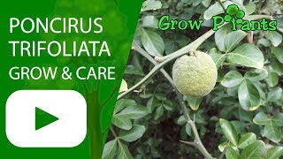 Poncirus trifoliata  grow care and eat [upl. by Euqinue493]