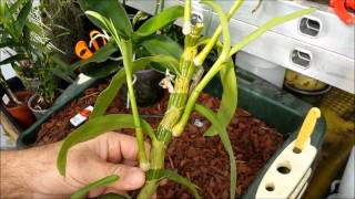 How to clone orchids with keiki paste [upl. by Zaid]