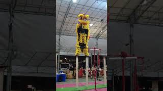 Lion Dance Stunts Practice vs Competitionacrobaticliondance shorts [upl. by Matti]