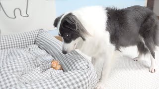 Border Collie Shocked by the Rescued Tiny Kitten Occupying Her Bed [upl. by Nollahp147]