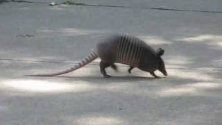 Briskly Walking 9Banded ARMADILLO of North Texas [upl. by Eelah965]