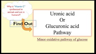 Uronic AcidGlucuronic Acid Pathway [upl. by Smitt]