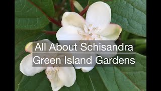 All About Schisandra [upl. by Leahcar]