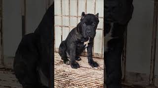 Cane Corso Chota Packet Badi Dhamaka😆 shorts canecorso trendingvideo italianmastiff viralvideo [upl. by Rellia]