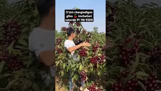 Yangi navdigi glos kochatlari sotuvda 91 1169200 200k fruit avto rek keşfet garden rekk top [upl. by Dido]