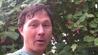 Amazing Urban Permaculture Food Forest Garden with Edible Exploding Impatiens [upl. by Schreib806]