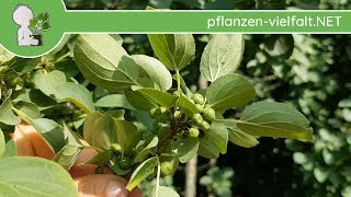 PurgierKreuzdorn  Unreife Früchte  260618 Rhamnus cathartica  Bäume Früchte bestimmen [upl. by Deroo]