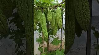 How to Grow Bitter Gourd Plant at Home plants farming shorts [upl. by Lederer223]