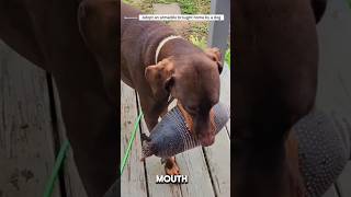 Rescuing the Armadillo that the dog brought home rescueanimals animals animalrescue armadillo [upl. by Seavey]