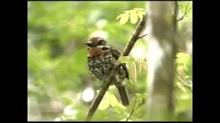 Natuurreservaten van Suriname  Coesewijne [upl. by Gilburt309]